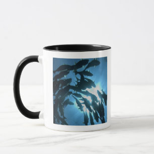 Ecuador, Galapagos-Archipel, Wolf-Insel, Tasse