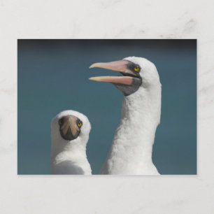 Ecuador, Galapagos. Genovesa-Insel, auch bekannt a Postkarte