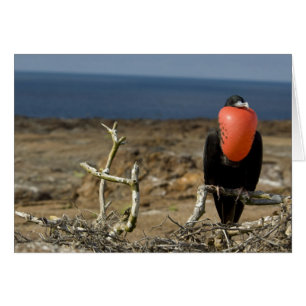 Ecuador, Galapagos, Genovesa-Insel. Prinz