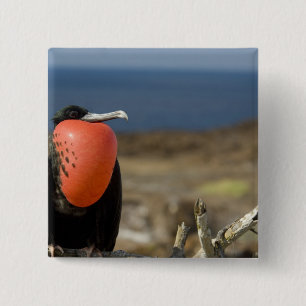 Ecuador, Galapagos, Genovesa-Insel. Prinz Button