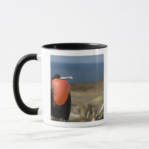 Ecuador, Galapagos, Genovesa-Insel. Prinz Tasse