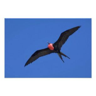 Ecuador, Galapagos. Genovesa Island aka Tower, Fotodruck