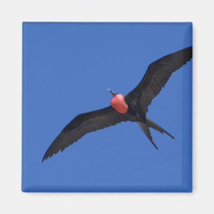 Ecuador, Galapagos. Genovesa Island aka Tower, Magnet