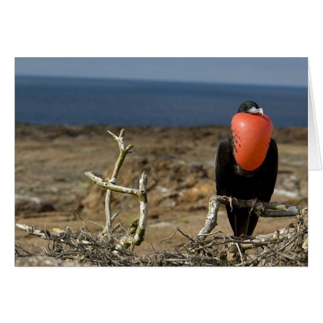 Ecuador, Galapagos, Insel Genua. Prince (Vorderseite (Horizontal))