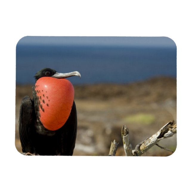 Ecuador, Galapagos, Insel Genua. Prince Magnet (Horizontal)