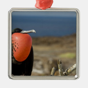 Ecuador, Galapagos, Insel Genua. Prince Ornament Aus Metall