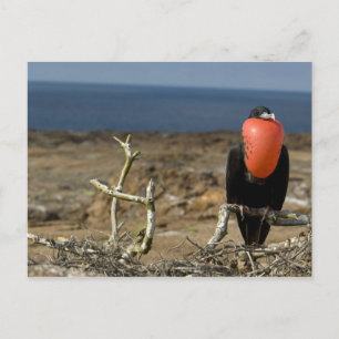 Ecuador, Galapagos, Insel Genua. Prince Postkarte