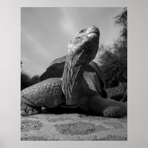 Ecuador, Galapagos-Inseln Nationalpark, Santa Poster