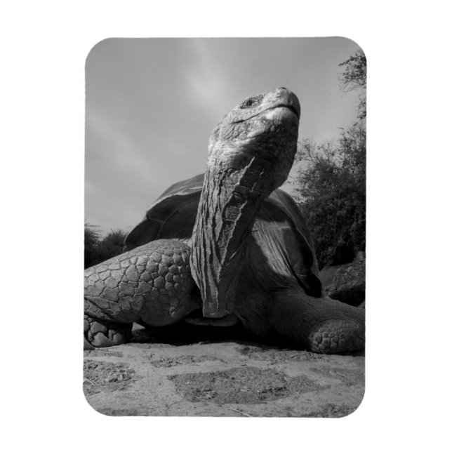 Ecuador, Galapagos Islands National Park, Santa Magnet (Vertikal)