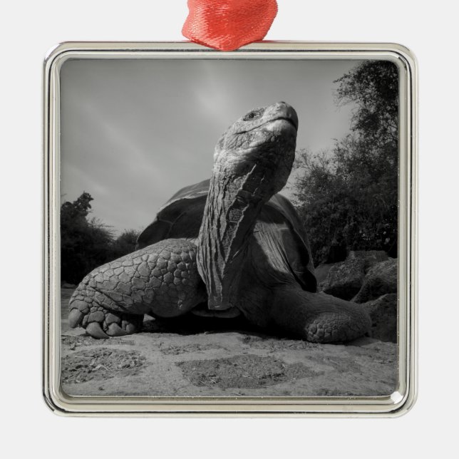Ecuador, Galapagos Islands National Park, Santa Silbernes Ornament (Vorne)