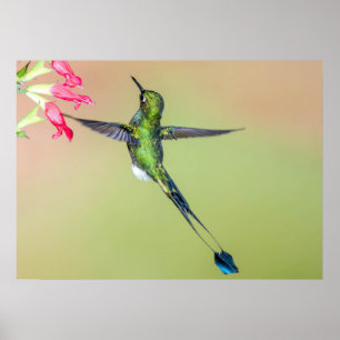 Ecuador Hummingbird mit langen Schwanz Federn Poster