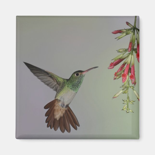 Ecuador, Tandayapa Bird Lodge rufous-tails Magnet (Vorne)