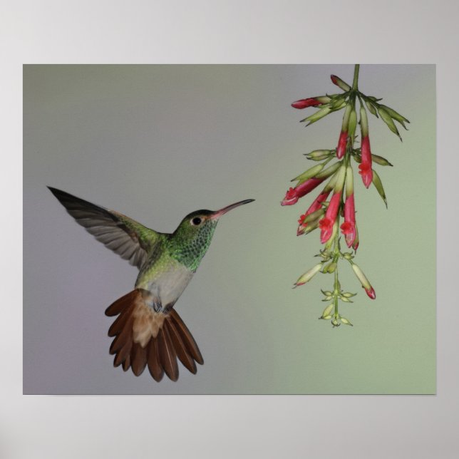 Ecuador, Tandayapa Bird Lodge rufous-tails Poster (Vorne)