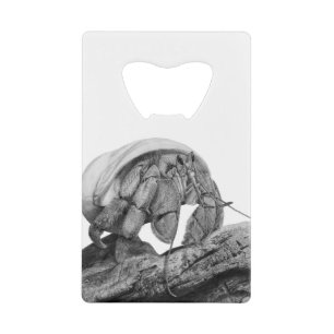 Ecuadorian Hermit Crab Coenobita Compressus Art Geldbeutel Flaschenöffner