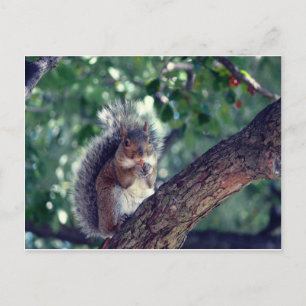 Écureuil Postkarte