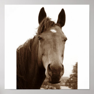 Edelpferd Poster
