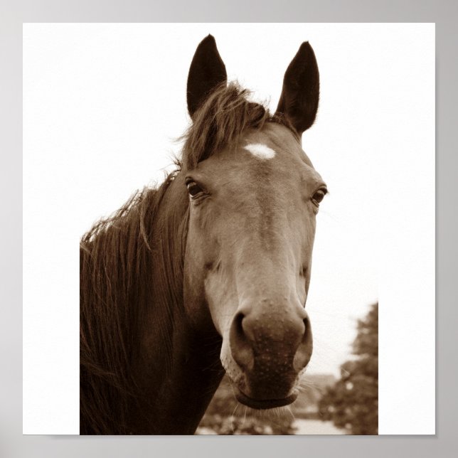 Edelpferd Poster (Vorne)