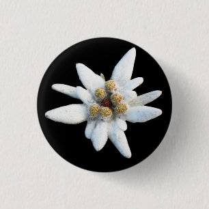 Edelweiss alpine Blume Button