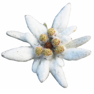 Edelweiss alpine Blume Freistehende Fotoskulptur