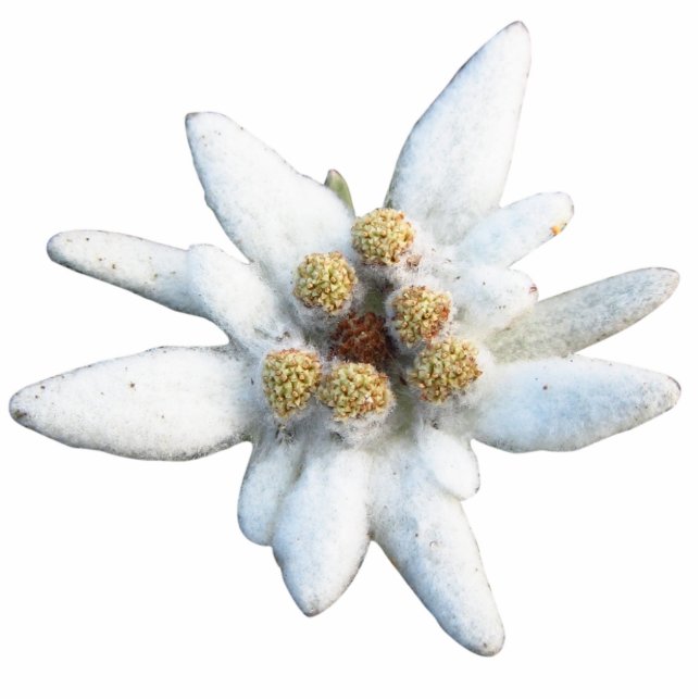 Edelweiss alpine Blume Freistehende Fotoskulptur (Vorne)