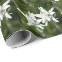 Edelweiss alpine Blume