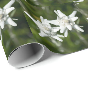 Edelweiss alpine Blume Geschenkpapier