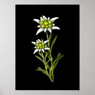 Edelweiss Artwork Print Poster
