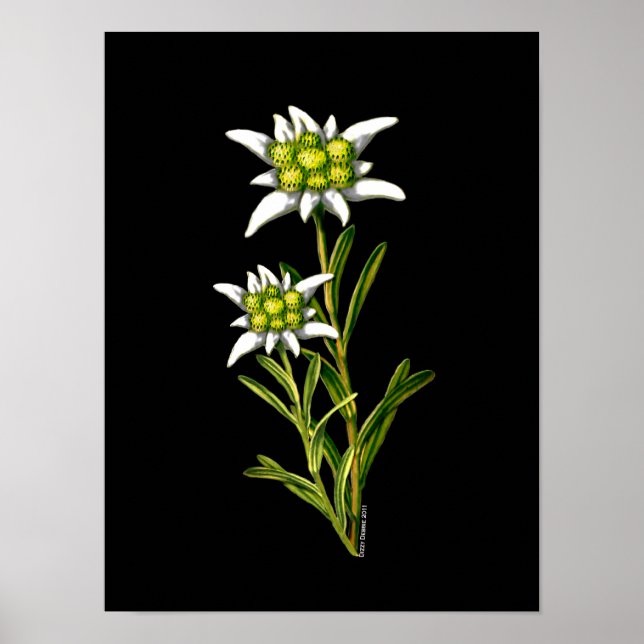 Edelweiss Artwork Print Poster (Vorne)