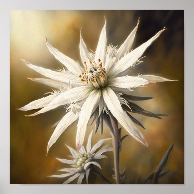 Edelweiss Blume Art Print Poster (Vorne)