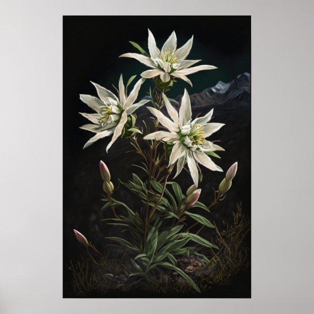 Edelweiss-Blume Art Print Poster (Vorne)