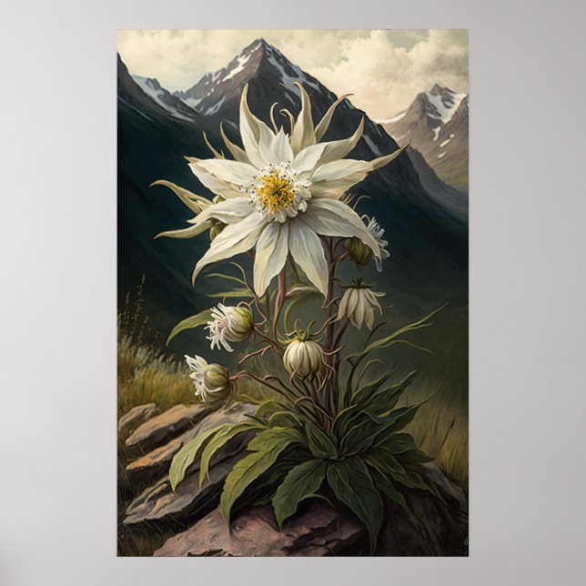 Edelweiss Blume Art Print Poster (Vorne)