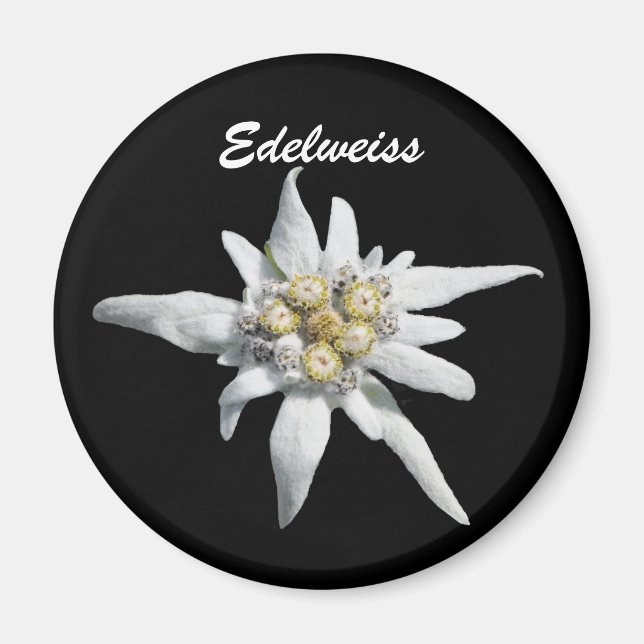Edelweiss Blume Bloom Magnet (Vorne)