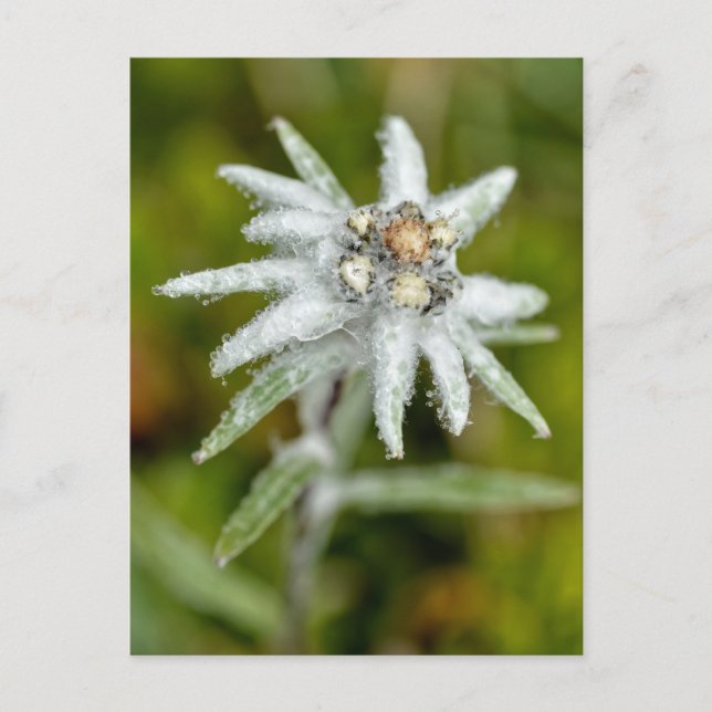 Edelweiss-Blume Feiertagspostkarte (Vorderseite)