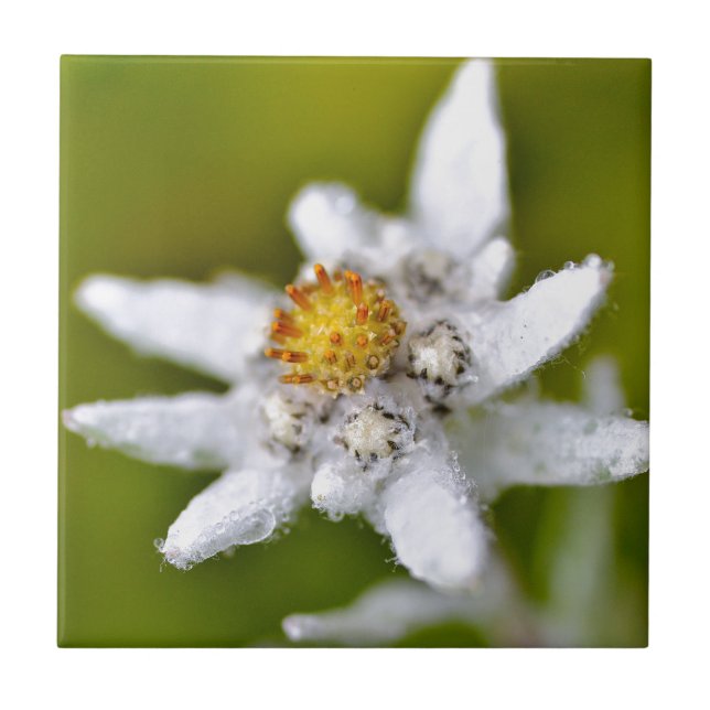 Edelweiss-Blume Fliese (Vorderseite)