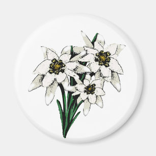 Edelweiss-Blume Magnet