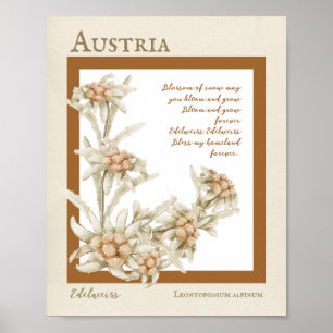 Edelweiss Blume Österreich Poster