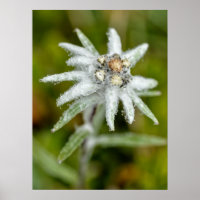 Edelweiss-Blume