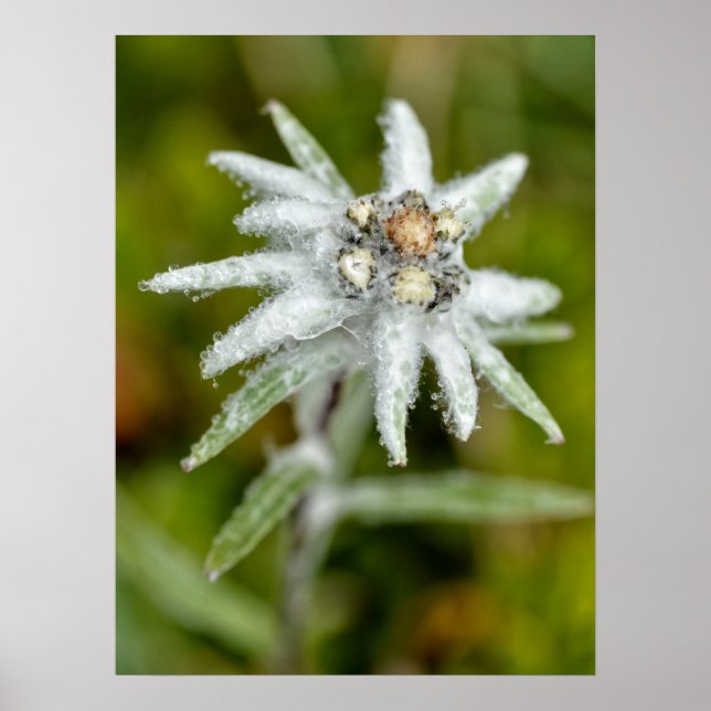 Edelweiss-Blume Poster (Vorne)