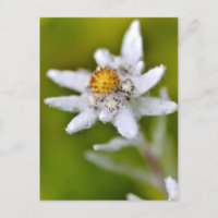 Edelweiss-Blume