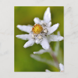 Edelweiss-Blume Postkarte