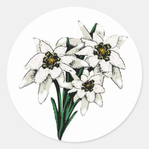 Edelweiss-Blume Runder Aufkleber