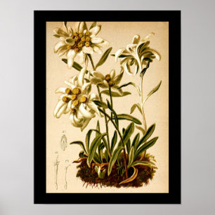 Edelweiss-Blume Vintag Botanische Illustration Poster