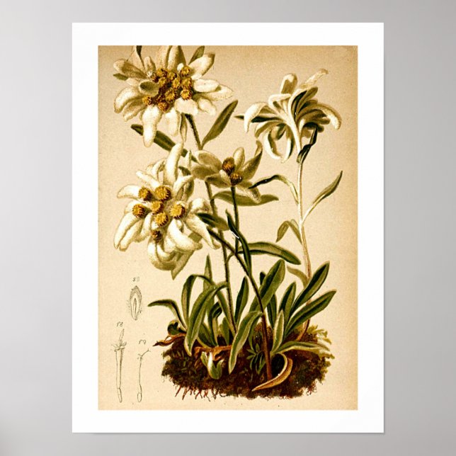 Edelweiss-Blume Vintag Botanische Illustration Poster (Vorne)