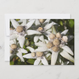 Edelweiss Blumen-Ebene danken Ihnen zu kardieren Dankeskarte