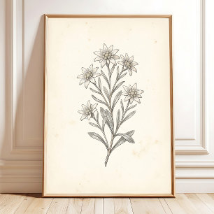 Edelweiß Botanische Galerie Wanddruck Kunst Poster
