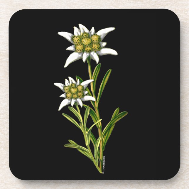 Edelweiss Floral Untersetzer (Vorderseite)