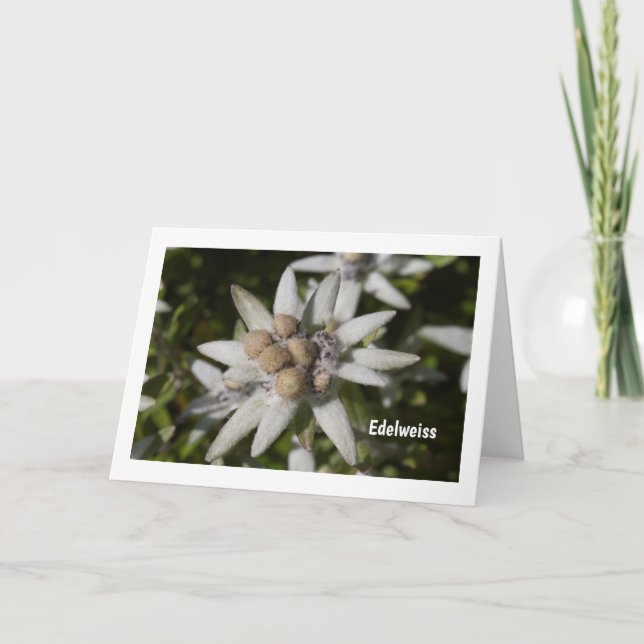 Edelweiß Flower Folded Blank Greeting Card Karte (Vorderseite)
