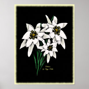 Edelweiss Grafik-Druck Poster