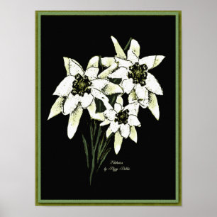 Edelweiss Grafik-Druck Poster