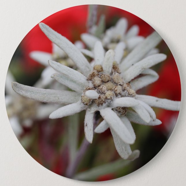 Edelweiss Leontopodium nivale Button (Vorderseite)